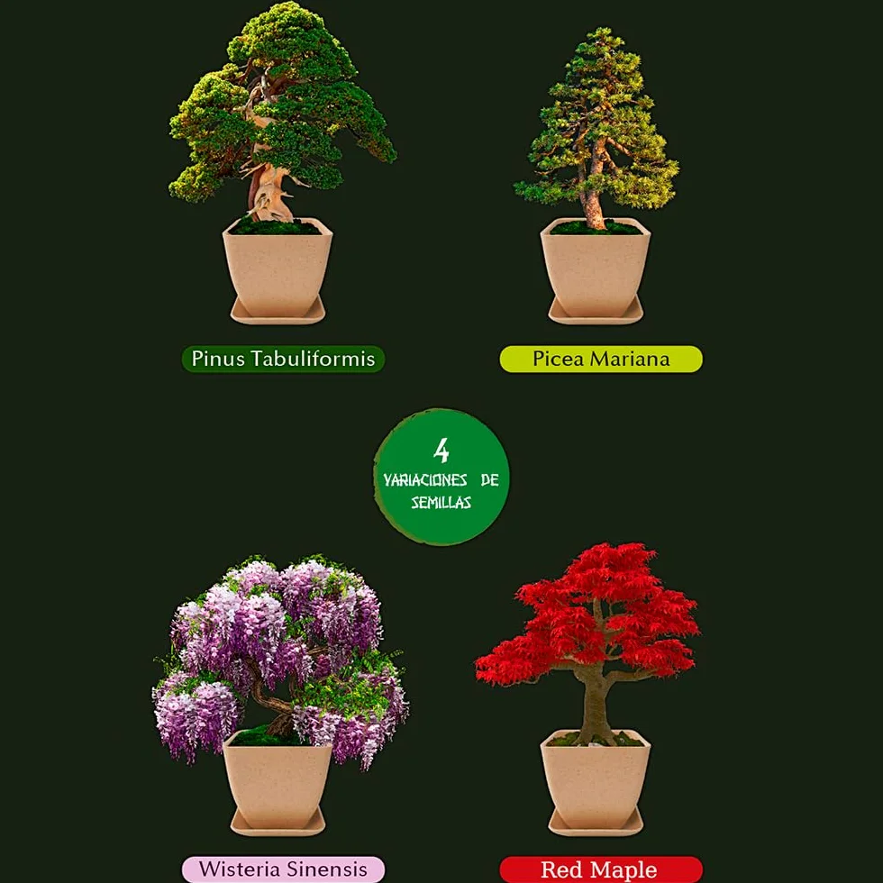 Kit Bonsai para Principiantes - Set de Cultivo con 4 Semillas, Macetas de Bambú, Turbas, Marcadores, Pinzas y Spray