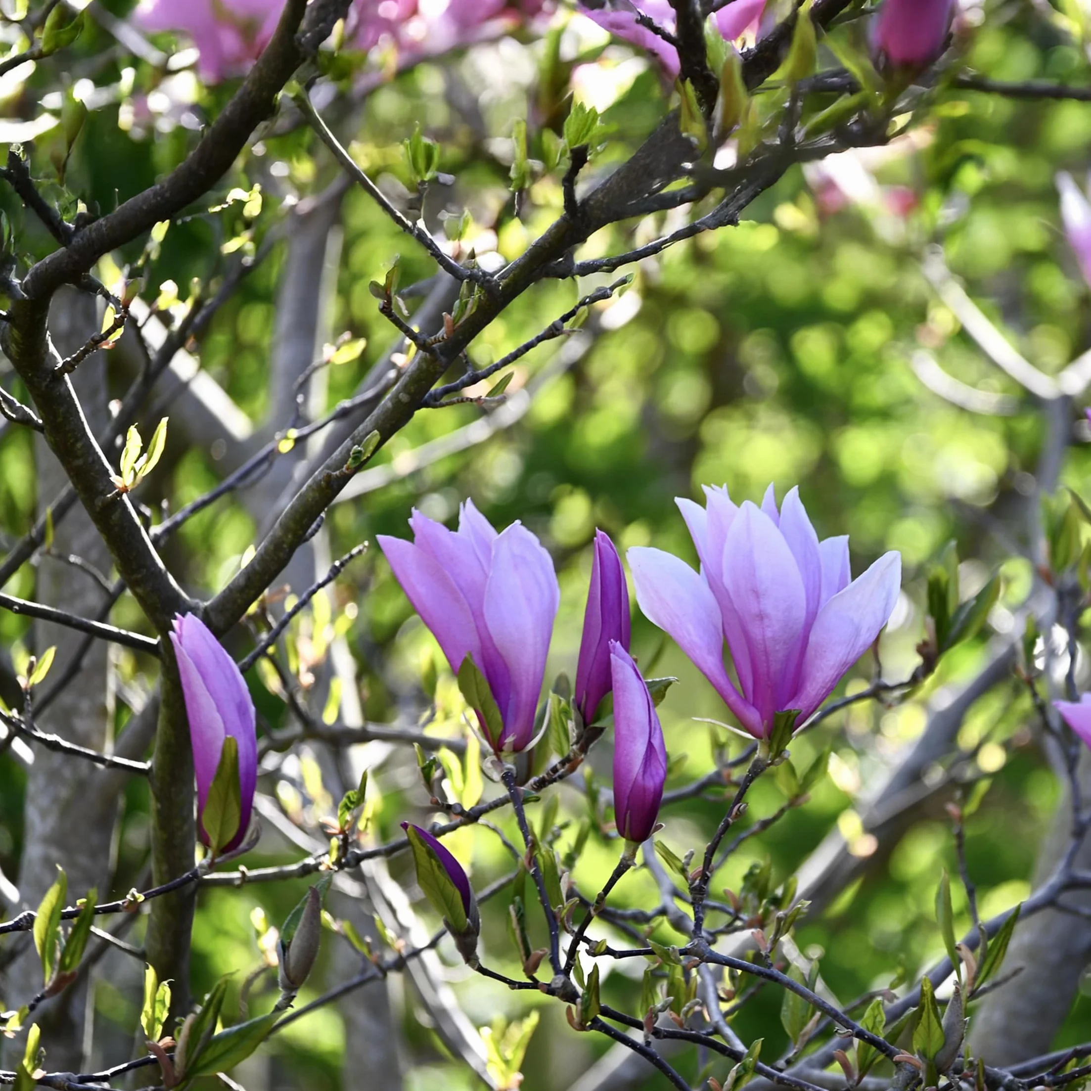 Magnolia Susan Soulangeana Stellata Mix 3 Pack 9cm Pot 25-40cm