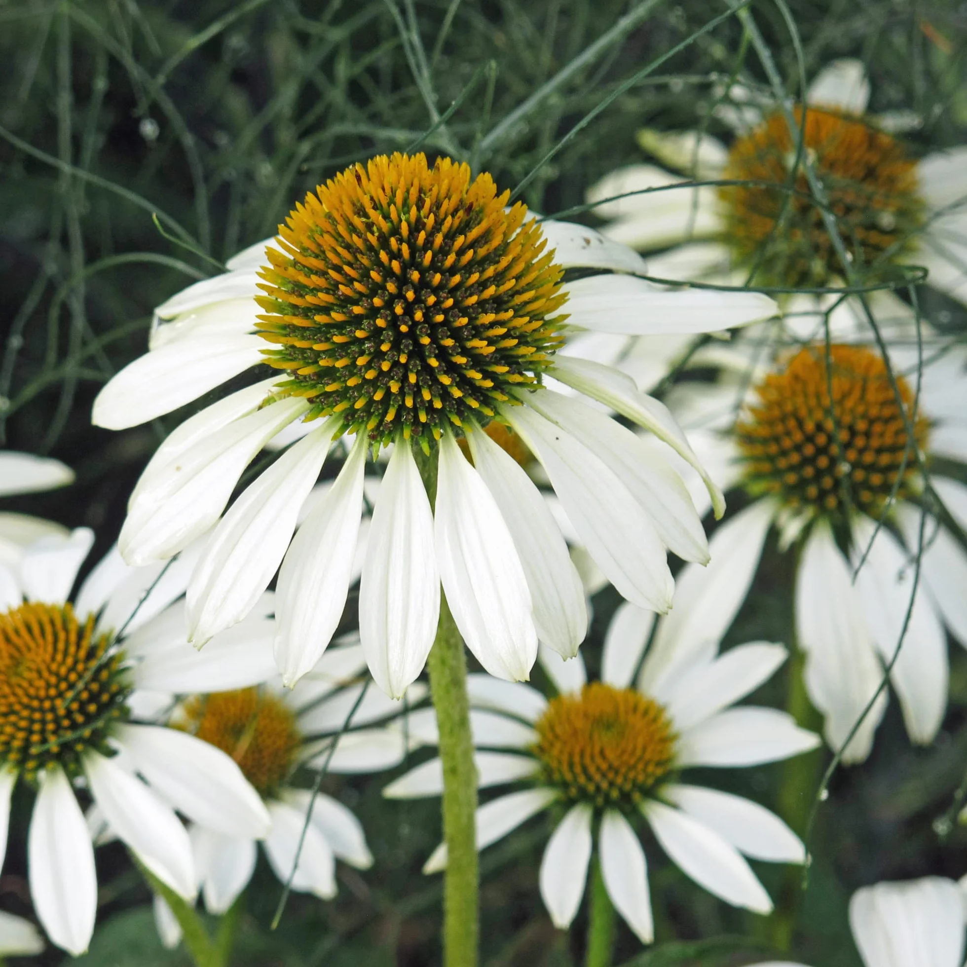 Equinácea blanca White Swan Echinacea purpurea orgánica