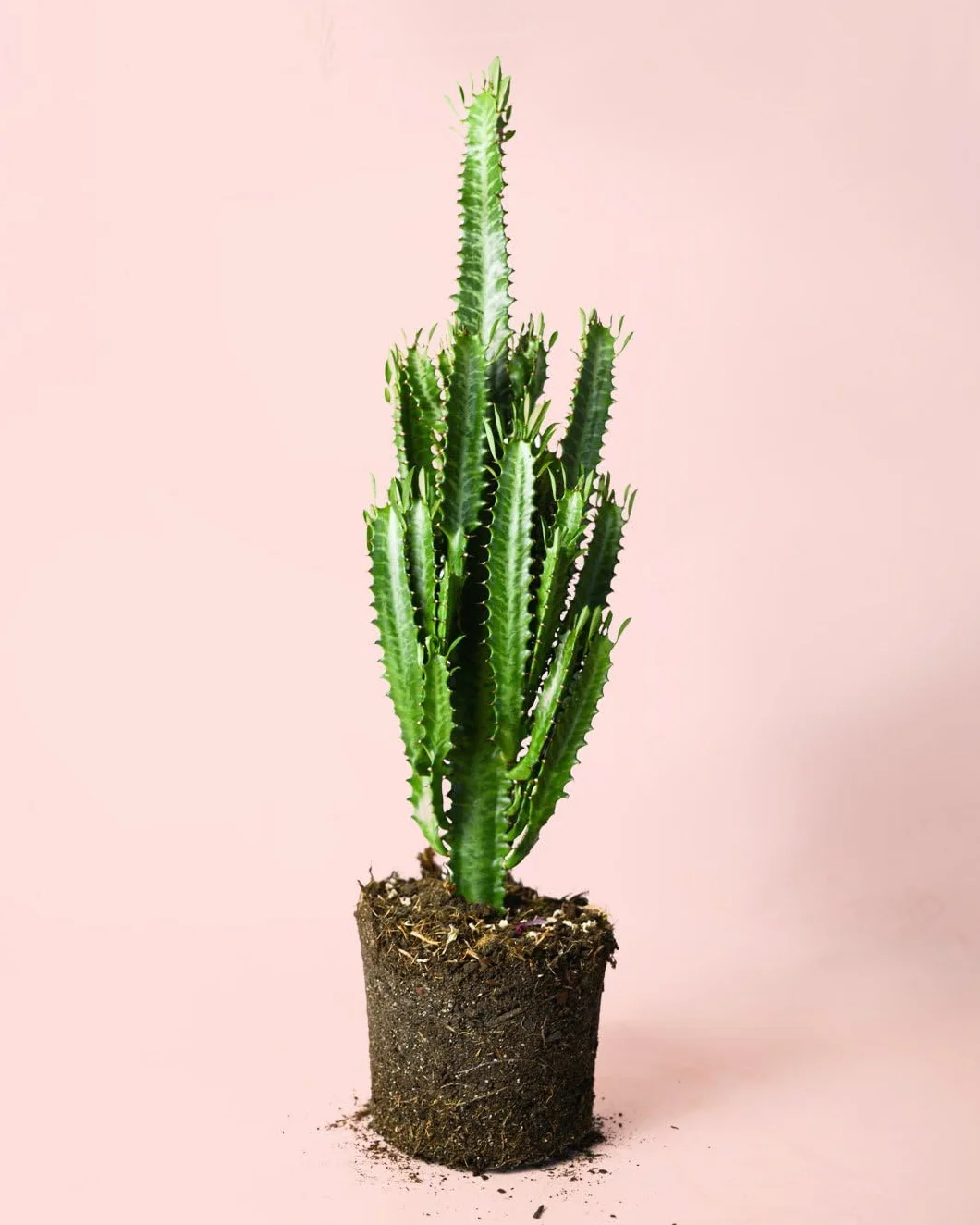 Euphorbia trigona Suculenta natural resistente decorativa Maceta Ø17 cm