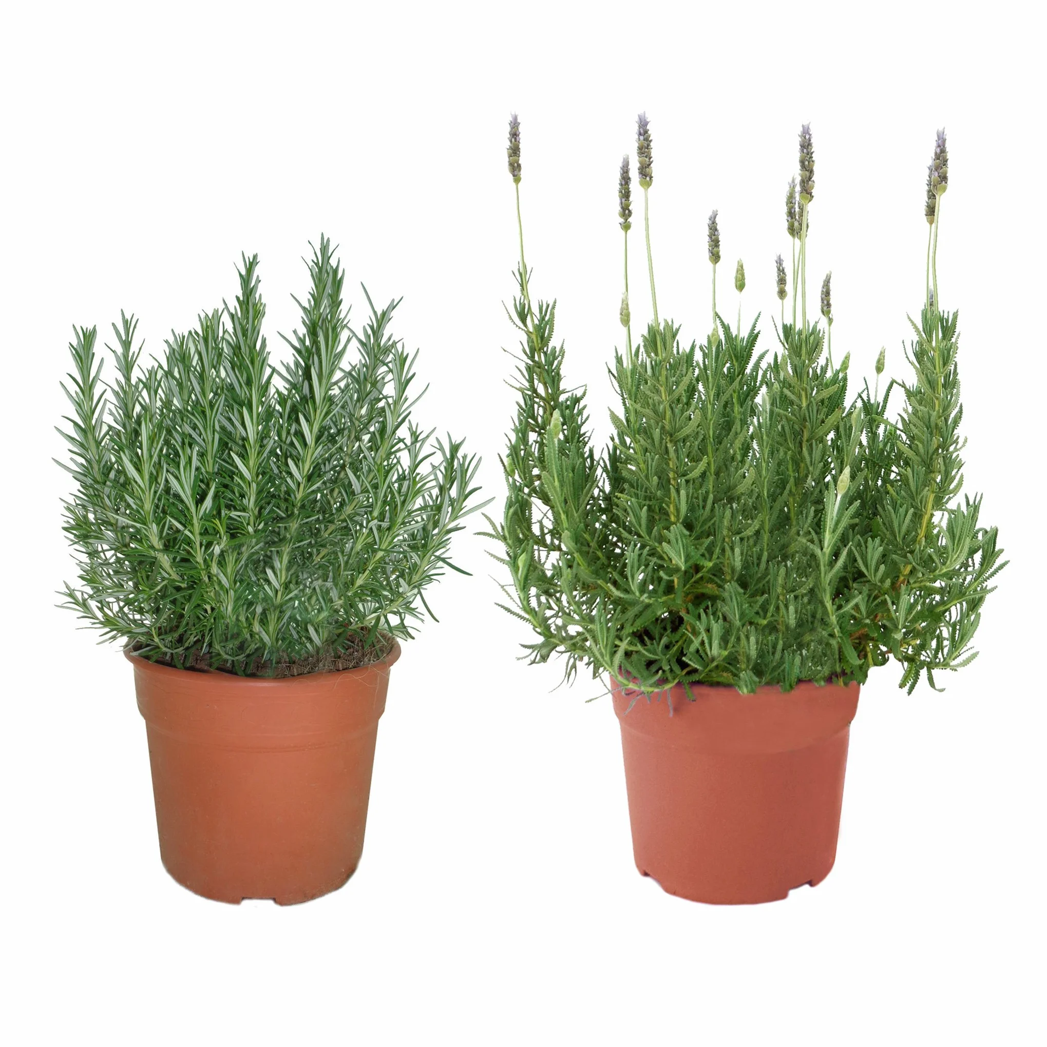 Plantas Naturales En Maceta Lavanda Romero Pack 1