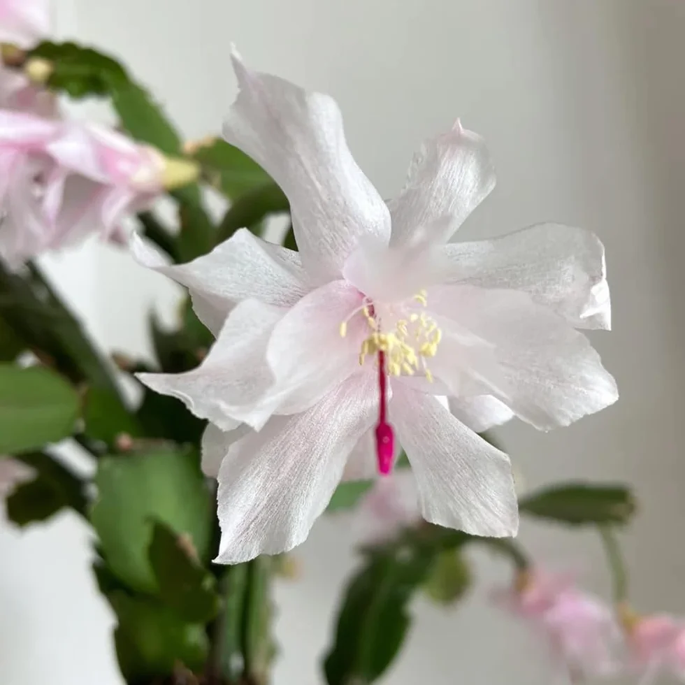 Semillas de cactus navideños Schlumbergera truncata 50 piezas bonsai maceta decoración floral regalo