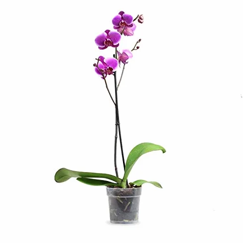 Orquidea Phalaenopsis maceta 12cm 1 tallo surtido variado