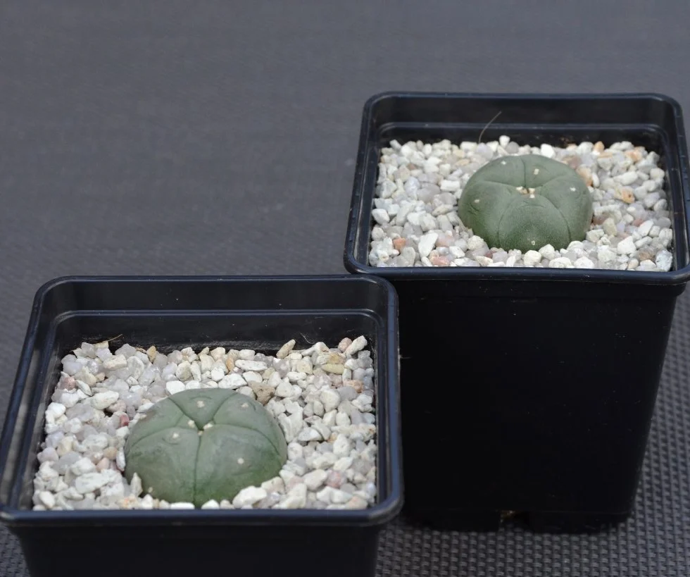 Lophophora williamsii Peyote 2,5 cm, 2 unidades