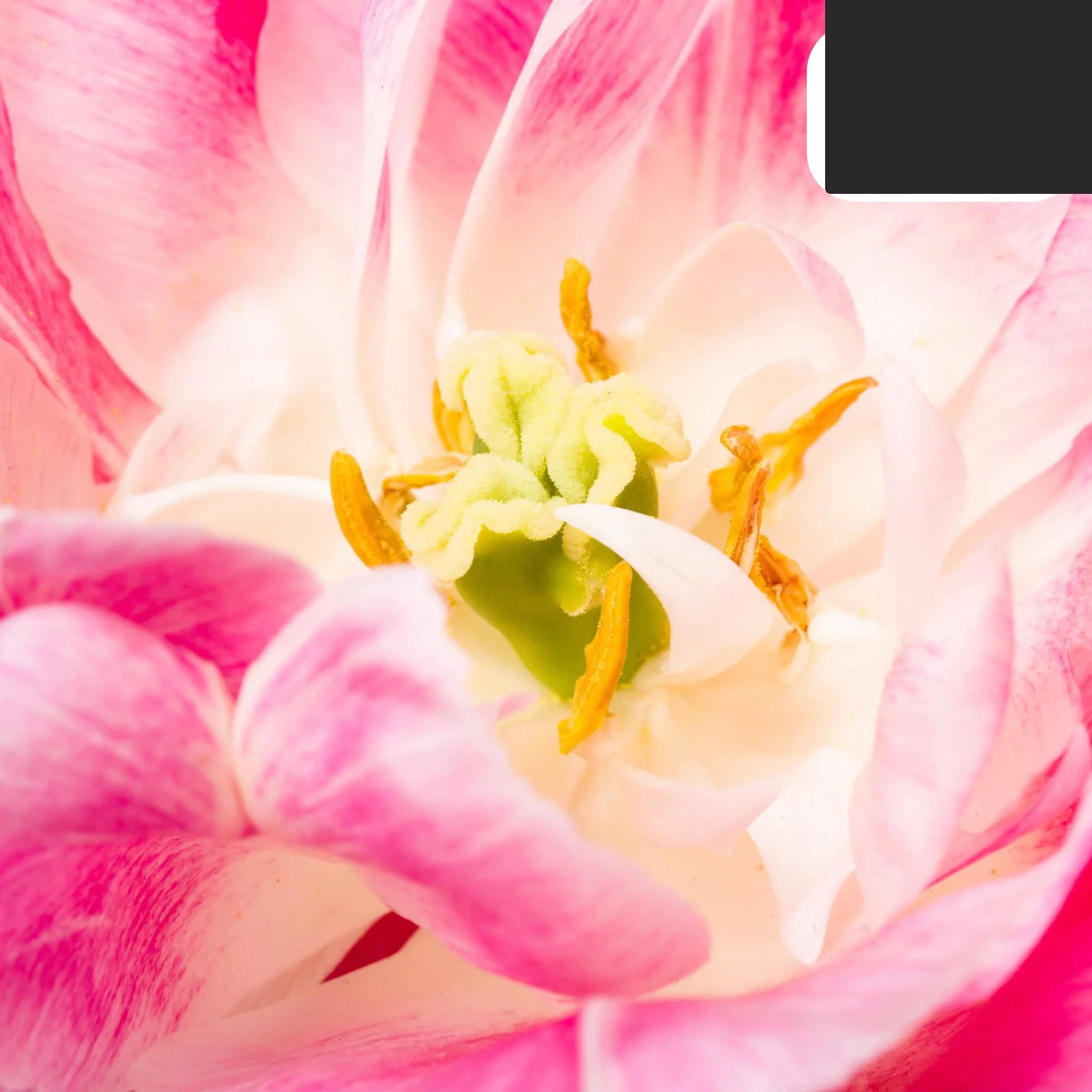 Bulbos de tulipán Columbus | 20 Piezas - Pink-White Double Pio Tulip - 30-50cm - Ø5cm - bulbo de flor - Planta de jardín