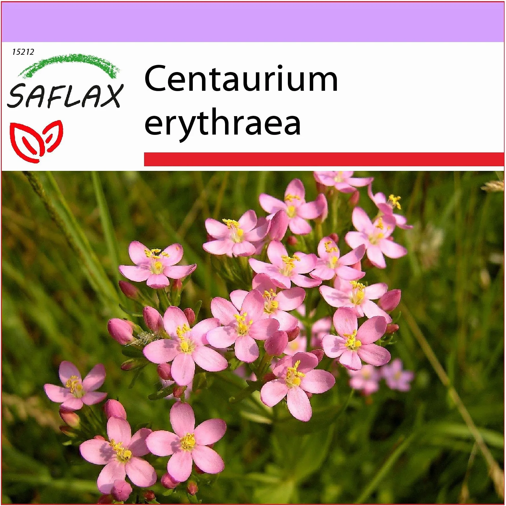 SAFLAX Centáurea menor 250 semillas Centaurium erythraea