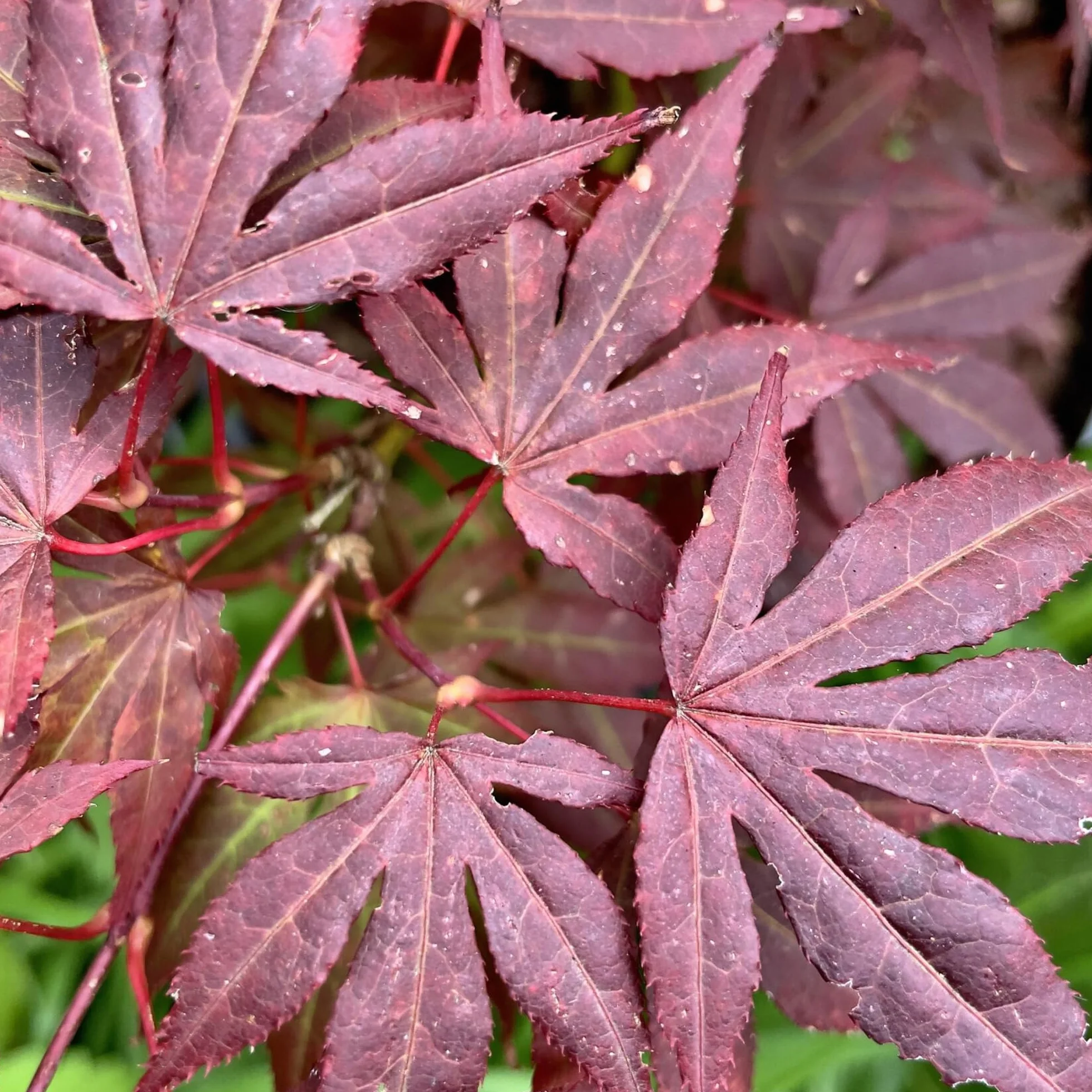 Acer 'Atropurpureum' Klon japoński purpurowy w donicy do ogrodu