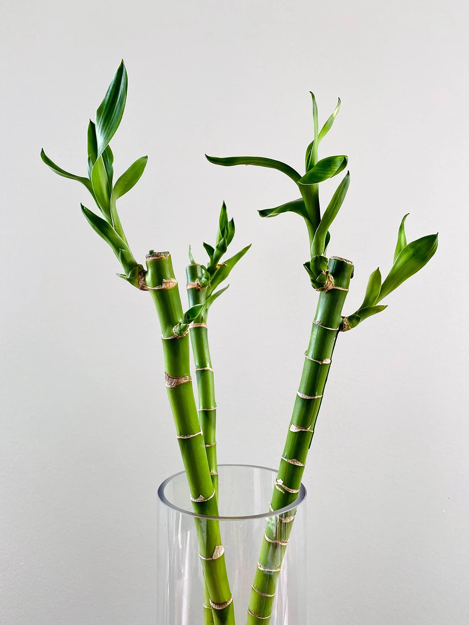 Lucky Bamboo Bambú de la suerte Planta natural interior Recto 30cm