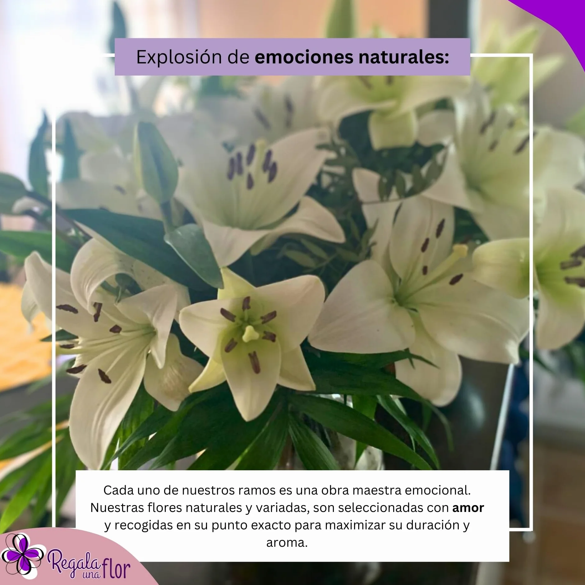 Ramo de flores naturales a domicilio Lilium blanco con tarjeta de dedicatoria