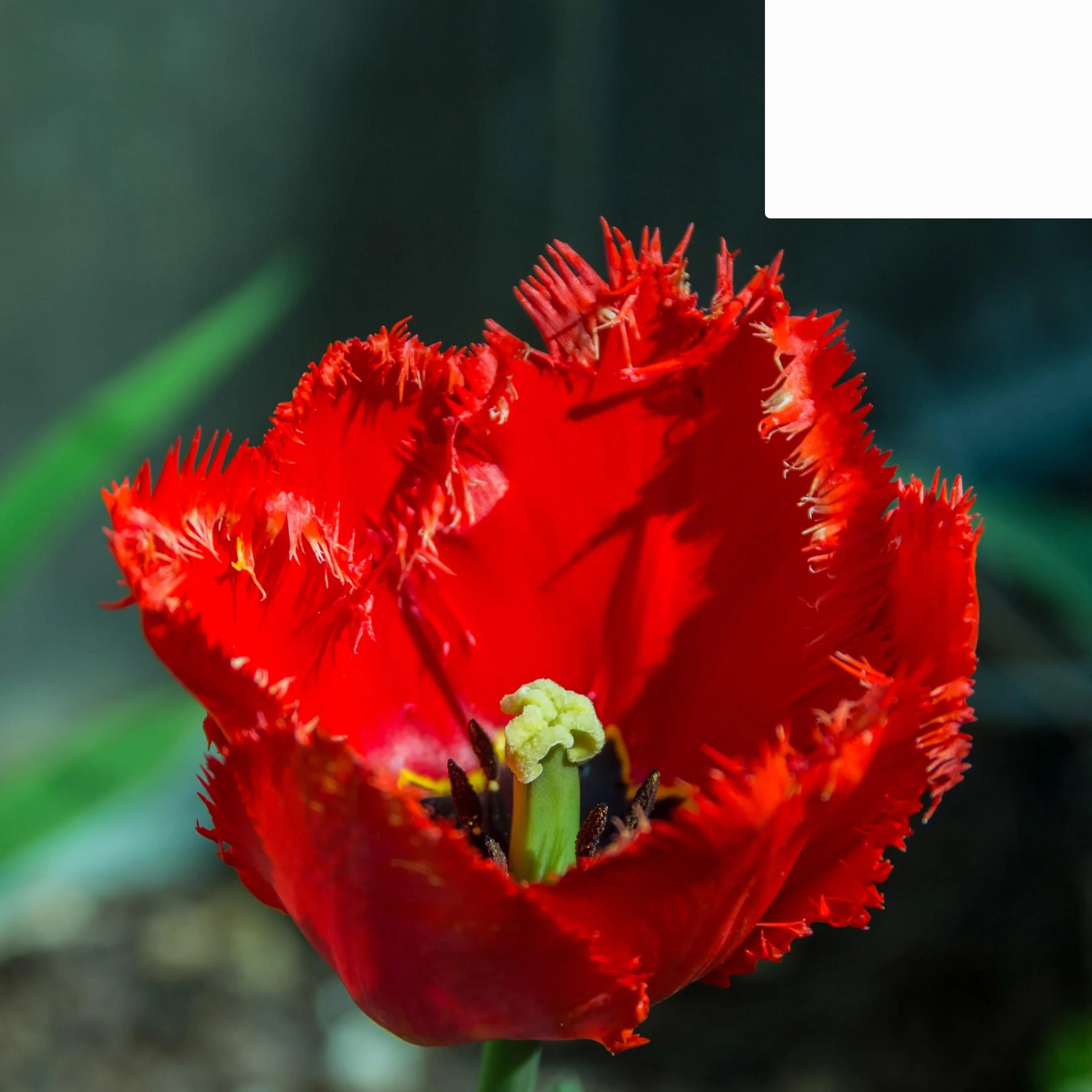 Bulbos de tulipán 'Masterpiece' | 20 Piezas | Tulipán rojo con borde dentado - 30-50cm - Ø5cm - bulbo de flor - Planta de jardín