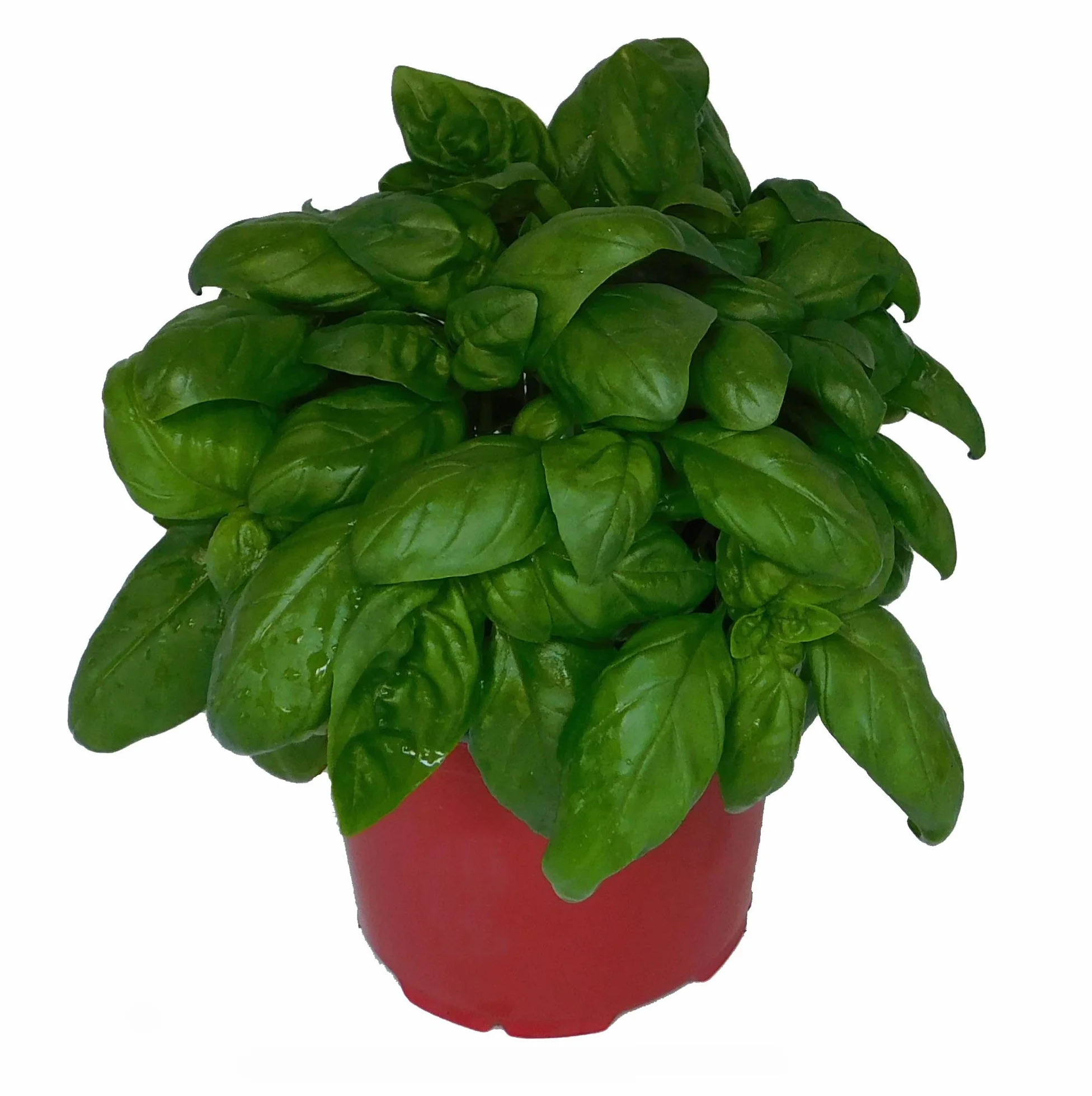 Planta de Albahaca Premium Natural para Cocinar Hierbas Provenzales