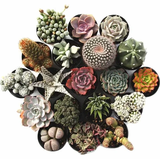 DECOALIVE Pack de 5 Plantas Crasas Naturales Cactus y Suculentas