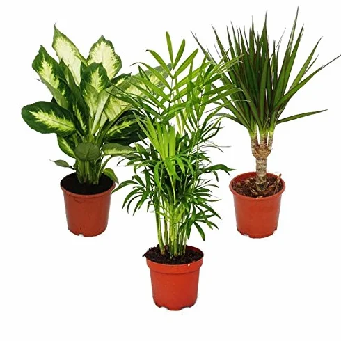 Indoor Plant Mix Set of 3 Dieffenbachia Chamaedorea Dracena Marginata 10-12cm Pot