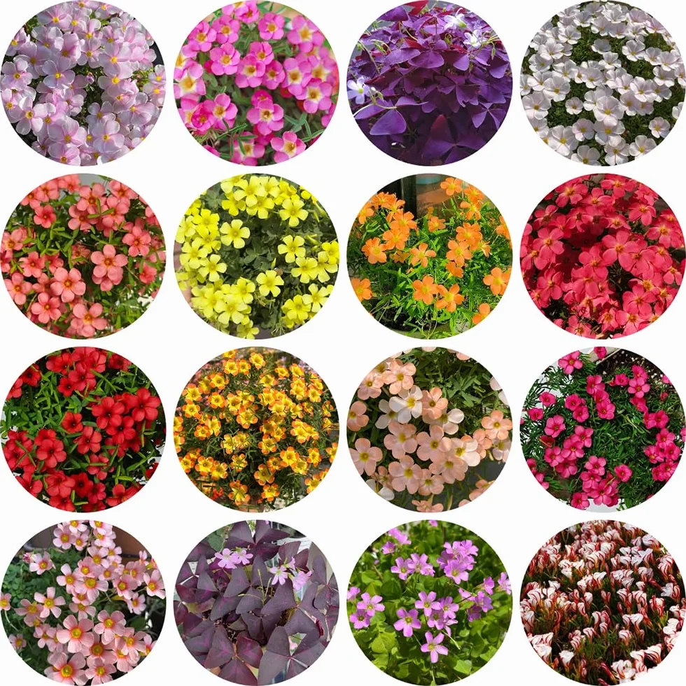 Oxalis Bulbs Perennes Resistentes Decoración Jardín 12pcs