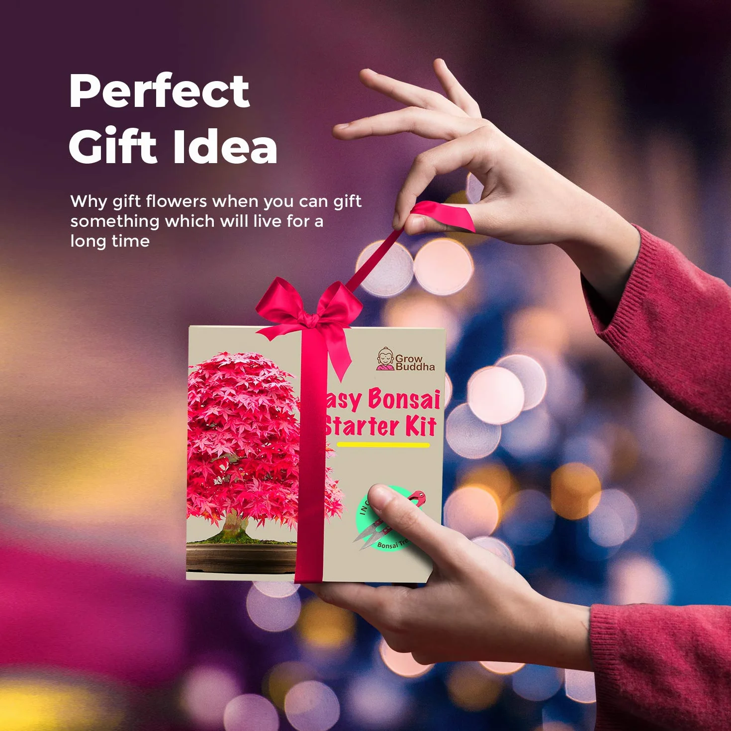 Kit de semillas de bonsái para principiantes: cultiva 4 tipos de árboles, set de regalo único