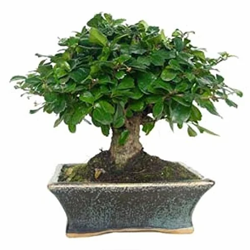 Carmona microphylla 5 años