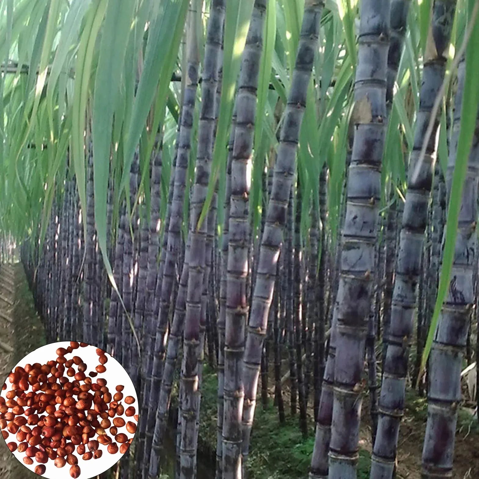 Semillas de caña de azúcar 150 unids/bolsa, Evergreen comestibles alta germinación para balcón Púrpura oscuro