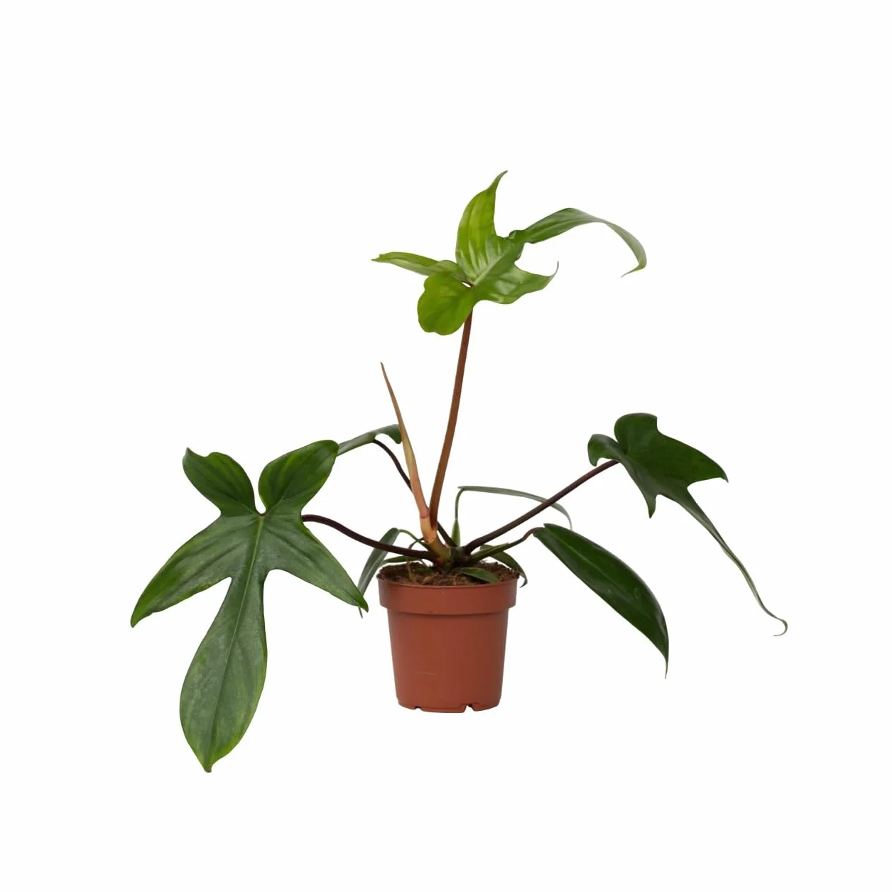 Philodendron Florida Green Planta Interior Purificadora Aire Maceta 12cm Altura 20-30cm