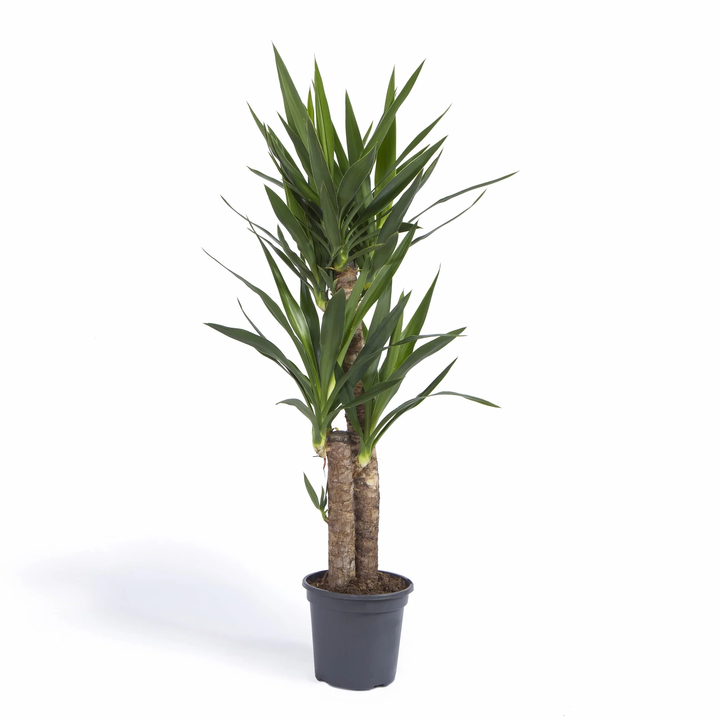 Yuca Mediana Planta natural interior Cool Green Decoracion hogar