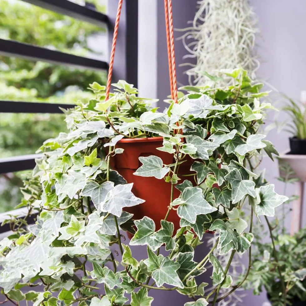 Semillas de hiedra Hedera Nepalensis para cubrir el suelo, plantas trepadoras resistentes al invierno, decorativas para pared y balcón