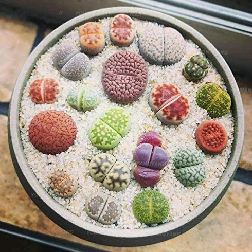 Lithops semi succulente 100 pezzi giardinaggio mescolati