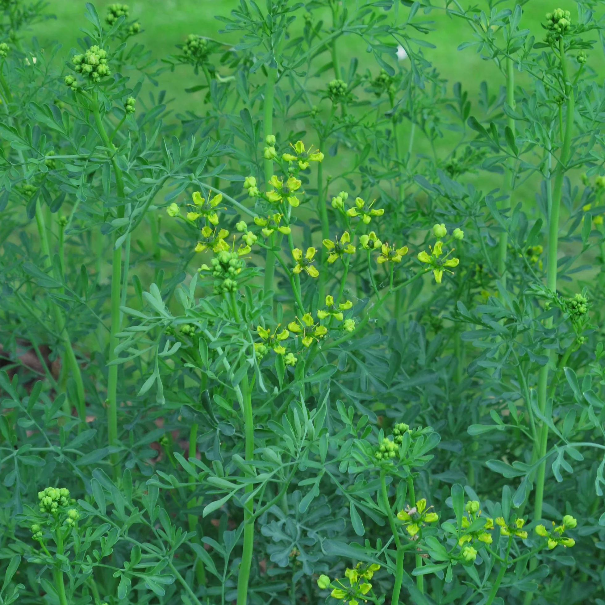 Ruda (Ruta graveolens) - 200 semillas