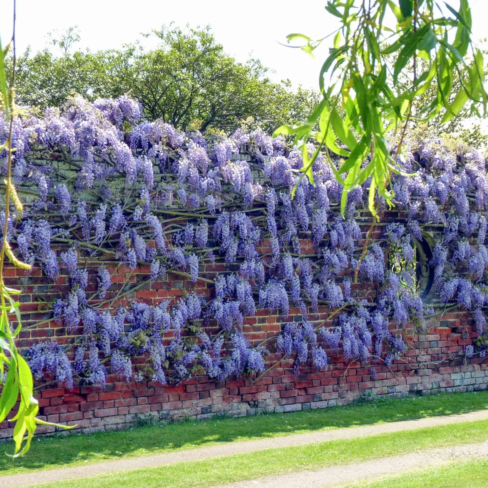 Glicinia china Arbusto trepador floración azul 2L 60-80cm