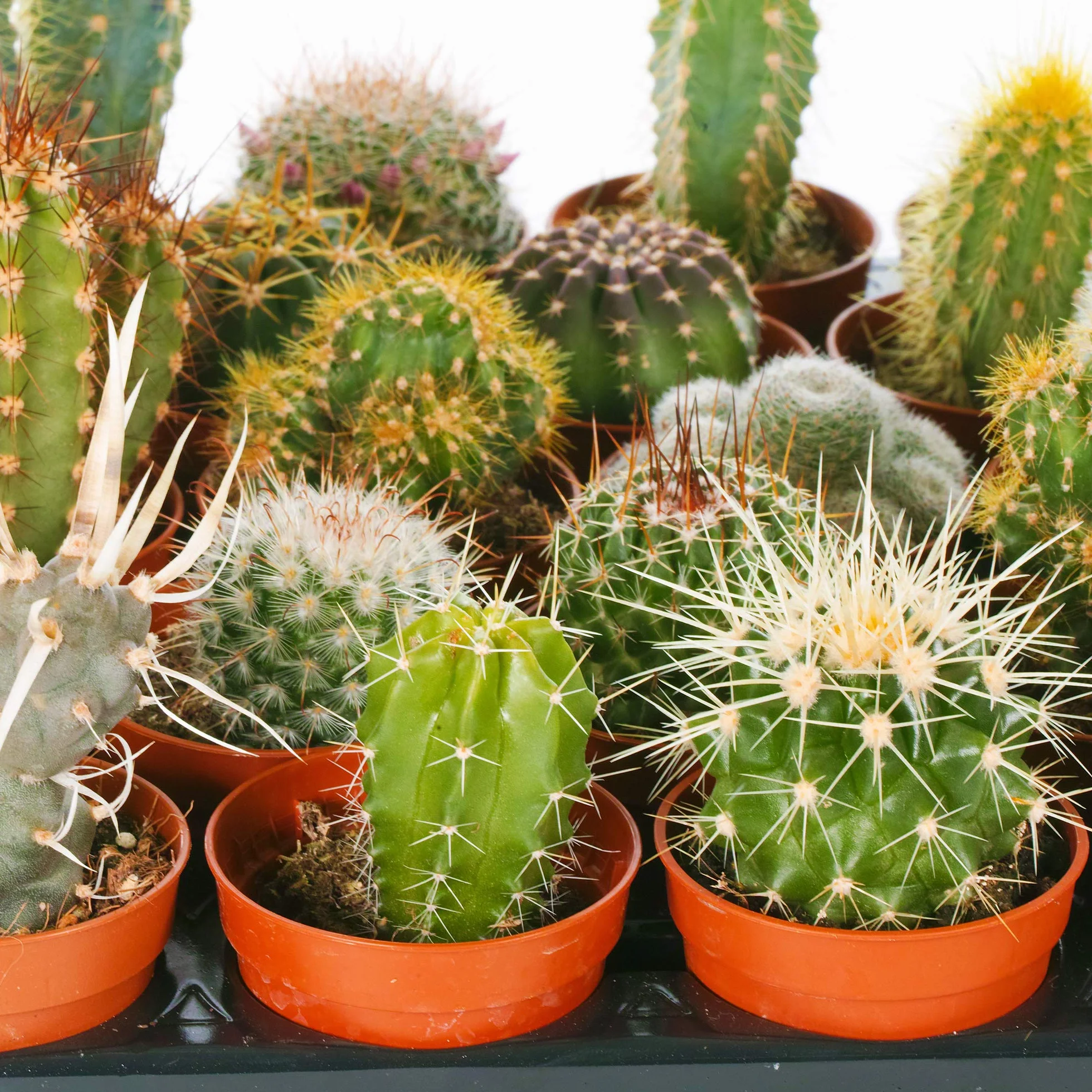 Cactus Mixtos 20 Plantas Planta de Interior Viva en Maceta