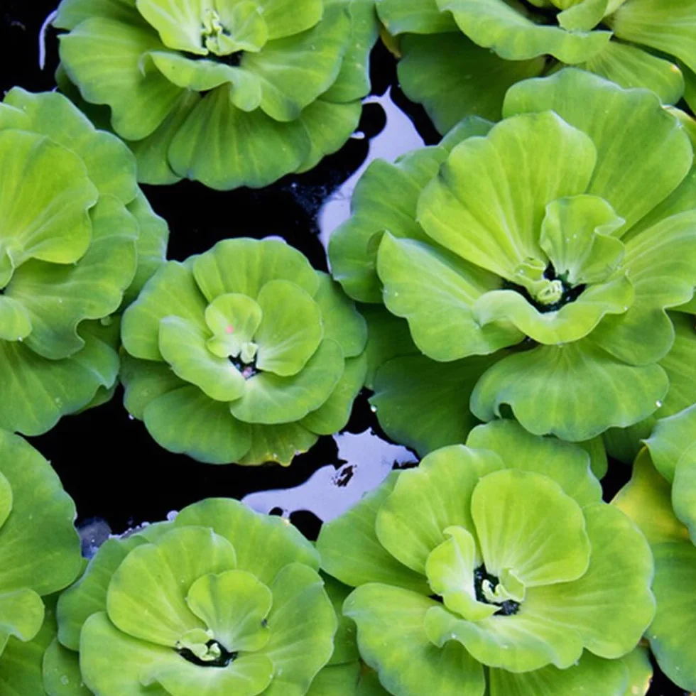 Semillas de Lenteja de Agua Verdes Variedades Antiguas 350pcs Acuáticas Acuario Exótico Jardín