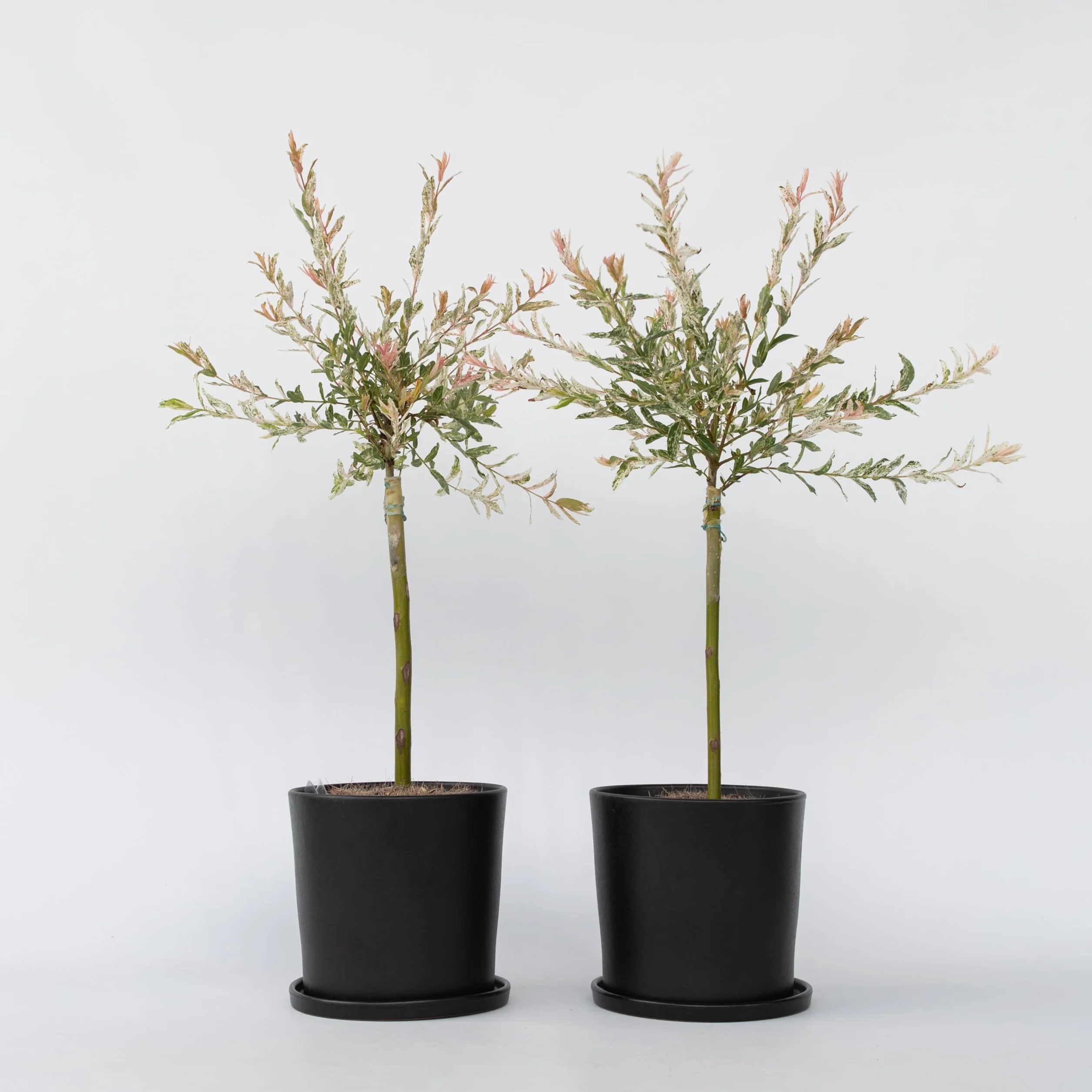 Salix integra Flamingo Set de 2 Planta de Jardín Sauce Arlequín Maceta 17cm Altura 60-80cm