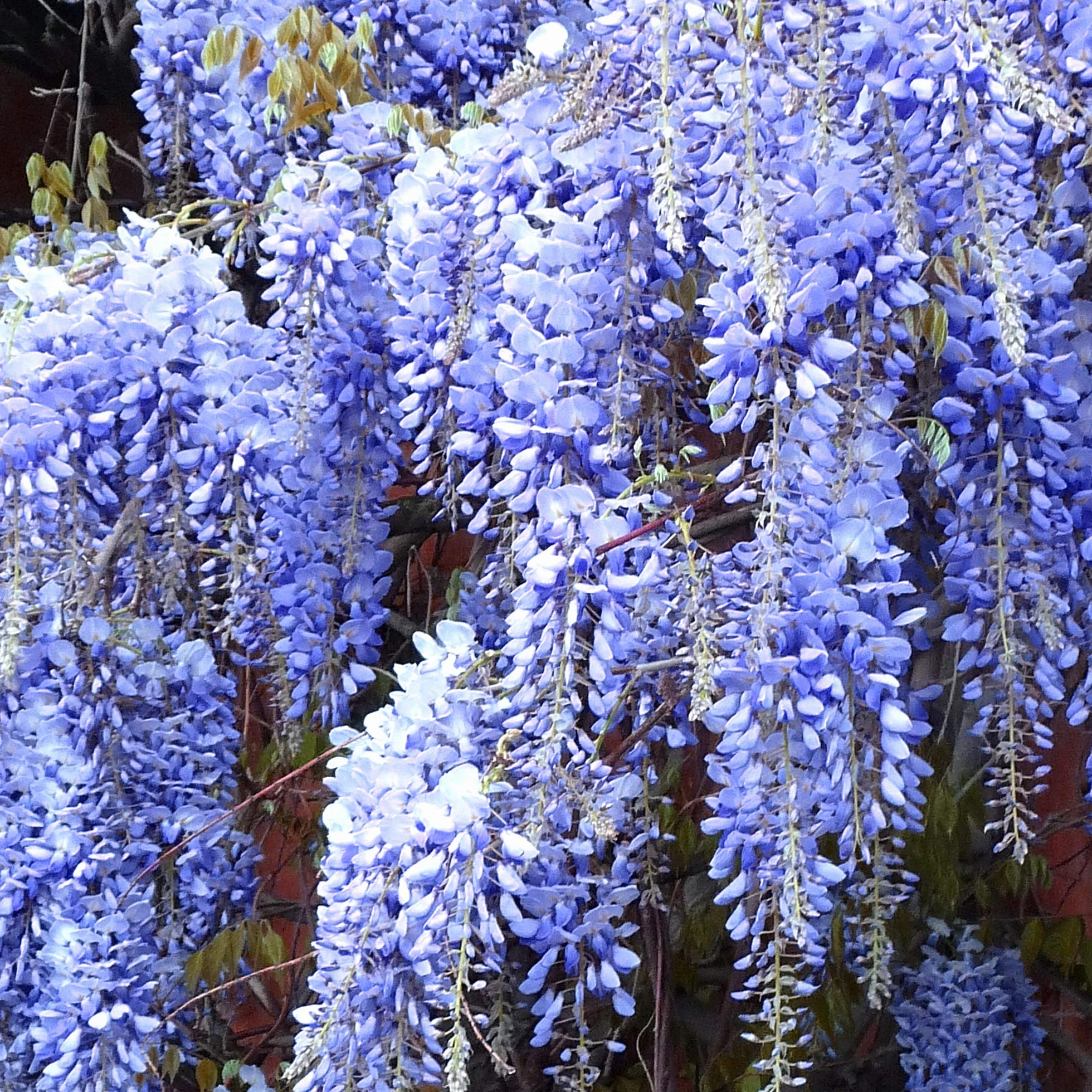 Glicinia china Arbusto trepador floración azul 2L 60-80cm