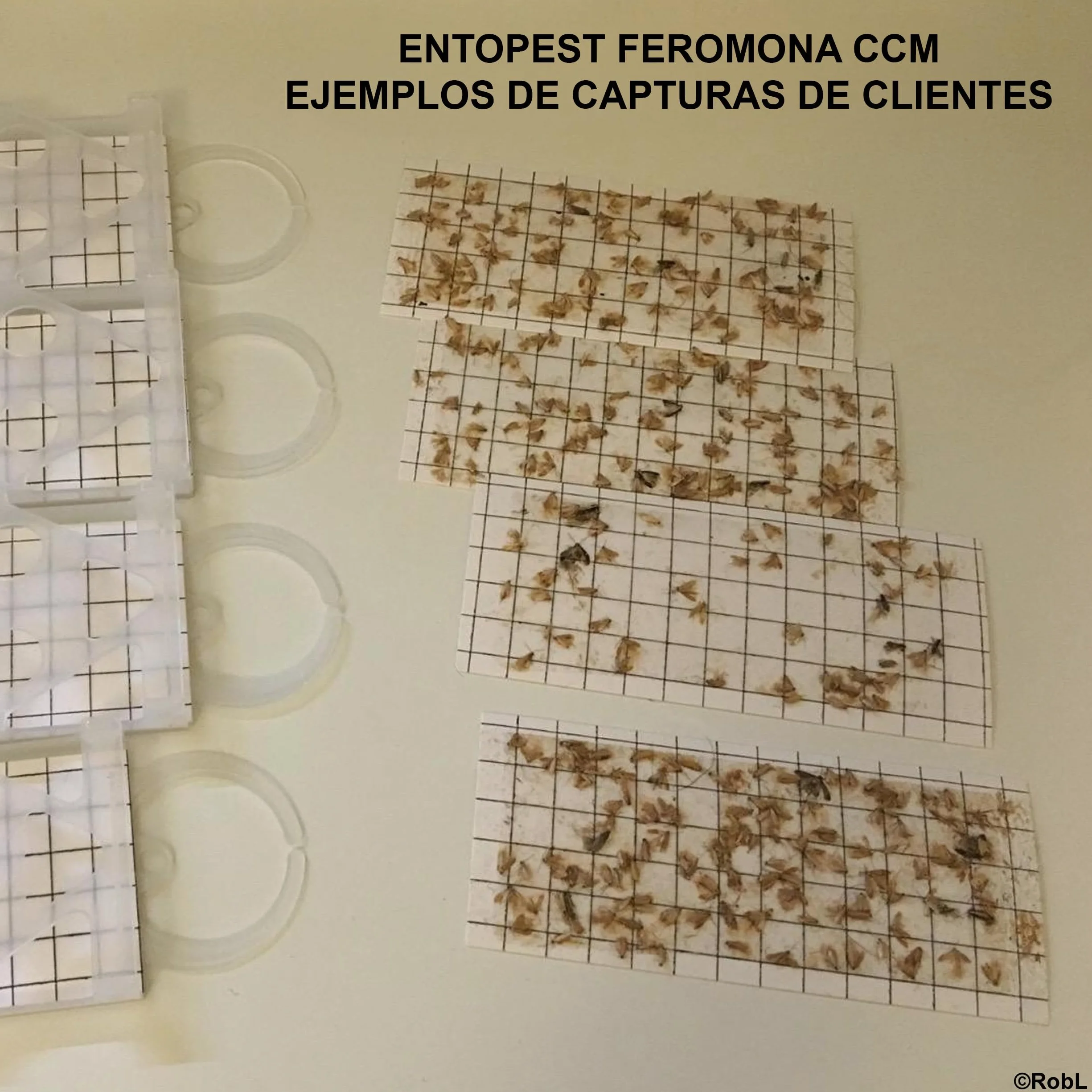 Entopest Almohadillas de feromonas para Polilla común de la Ropa - Recambio 10 uds