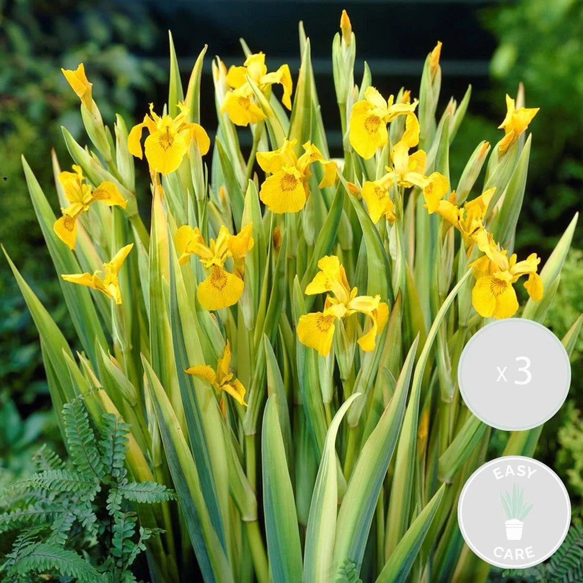 Bloomique Set de 3 Iris pseudacorus Lirio amarillo Plantas de estanque Acuáticas Resistente al frío Altura 20-30 cm Maceta 9 cm