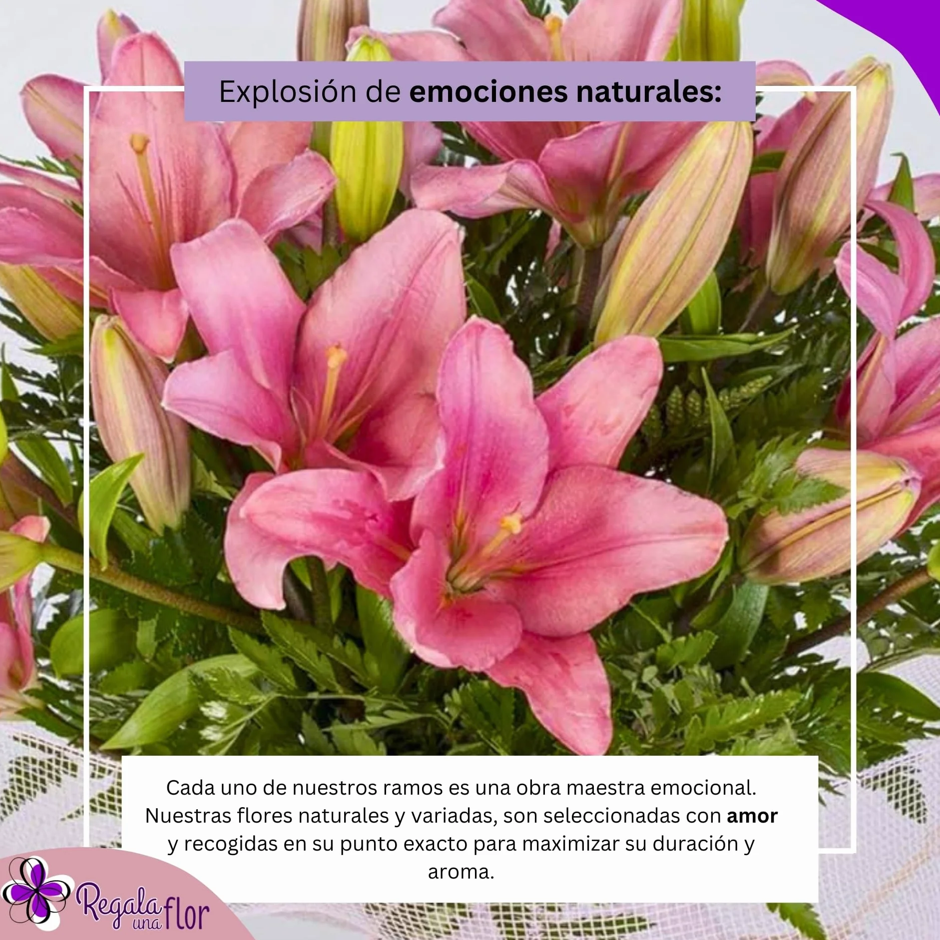 Ramo de flores naturales a domicilio Lilium rosa con tarjeta de dedicatoria