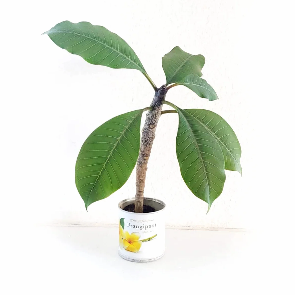Flores en Caja de Lata Frangipani – Plumier de Macflowers