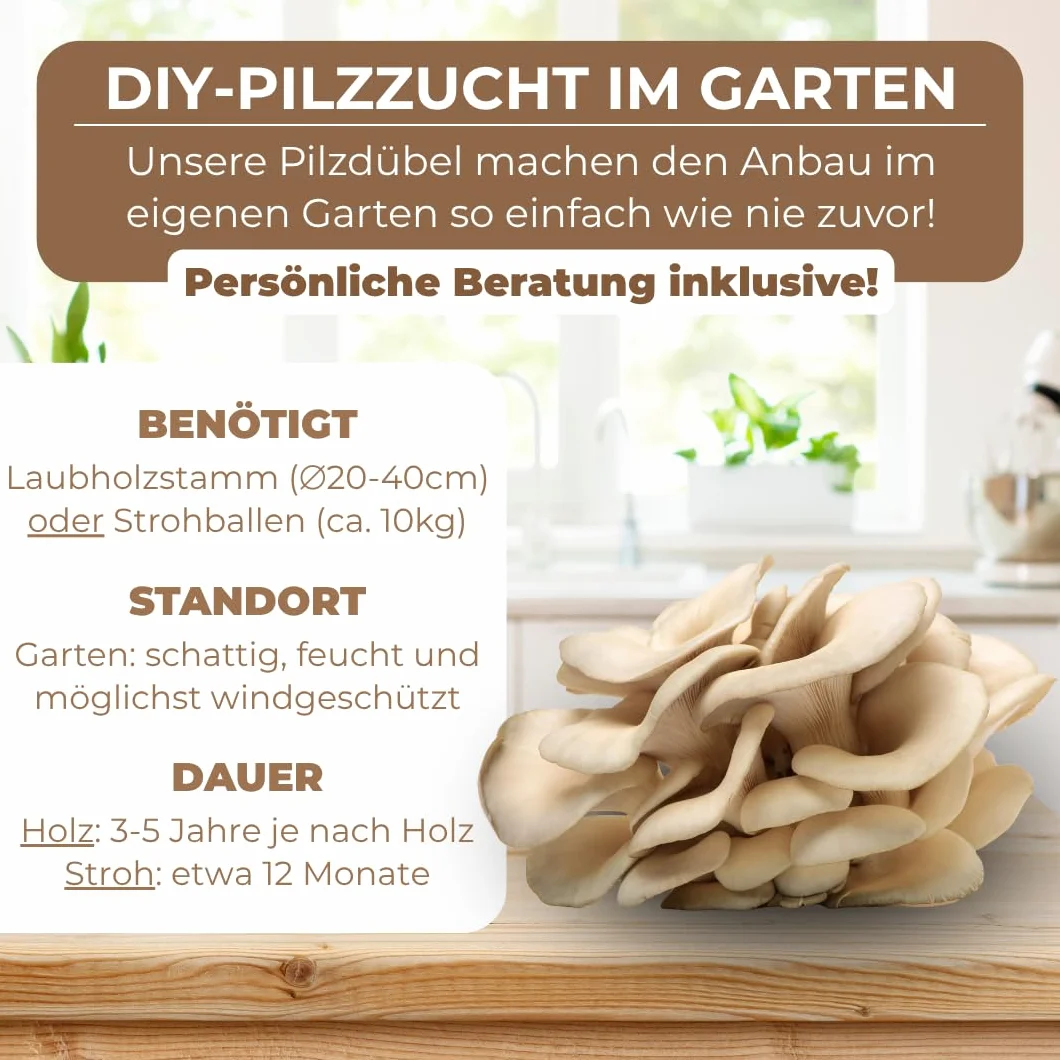 Hawlik Pilzbrut I setas de ostra para cultivar usted mismo - 20 espigas con micelios de champiñon