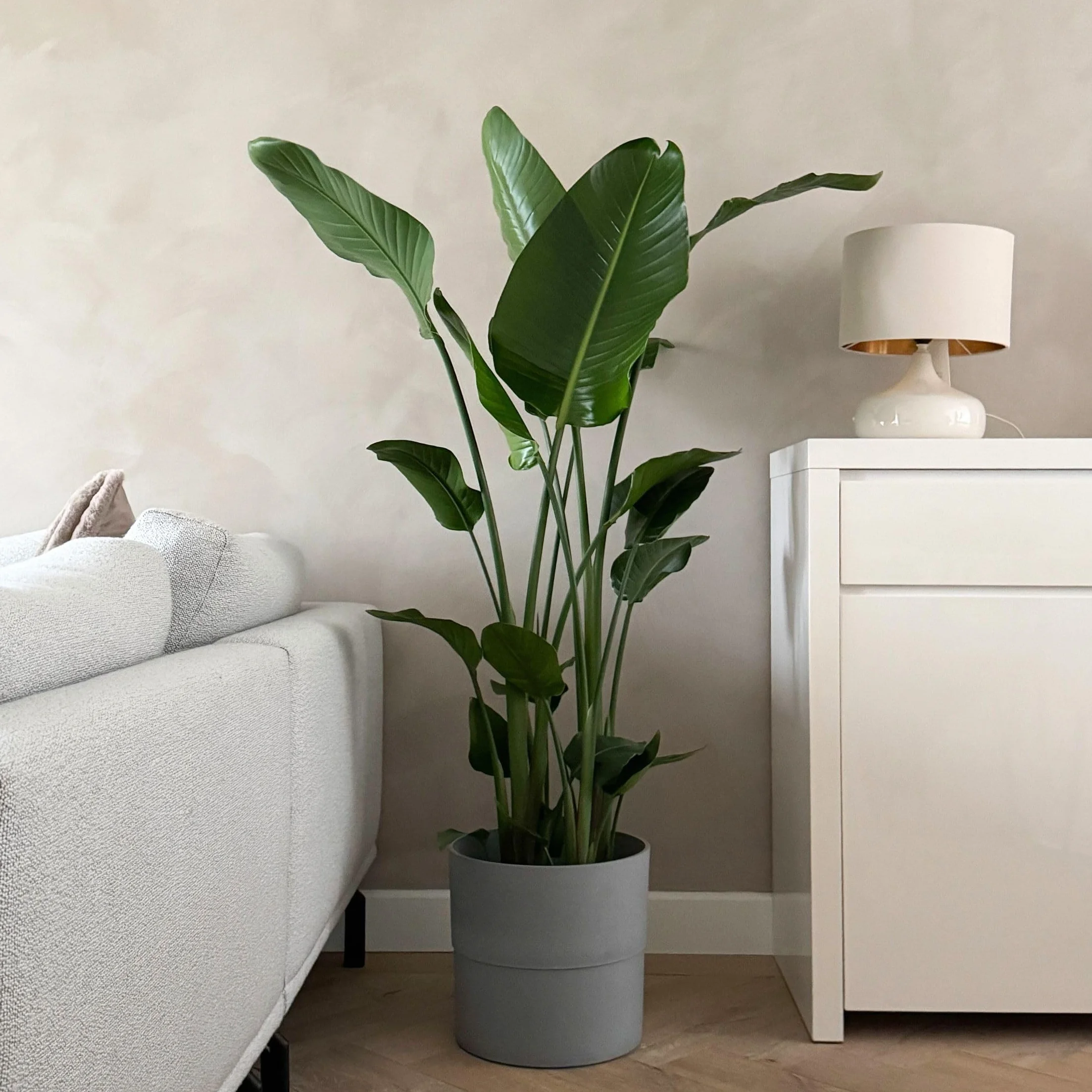 Strelitzia Nicolai XXL Planta de interior 150-170cm Maceta 28cm
