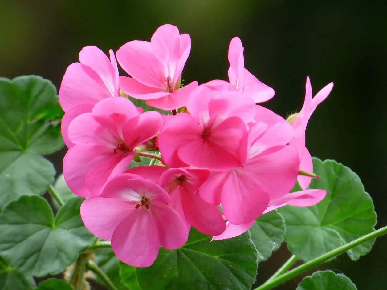 Verdecora Pack 6 Geranios Zonal Maceta Ø13cm 30-35cm Planta Natural Exterior