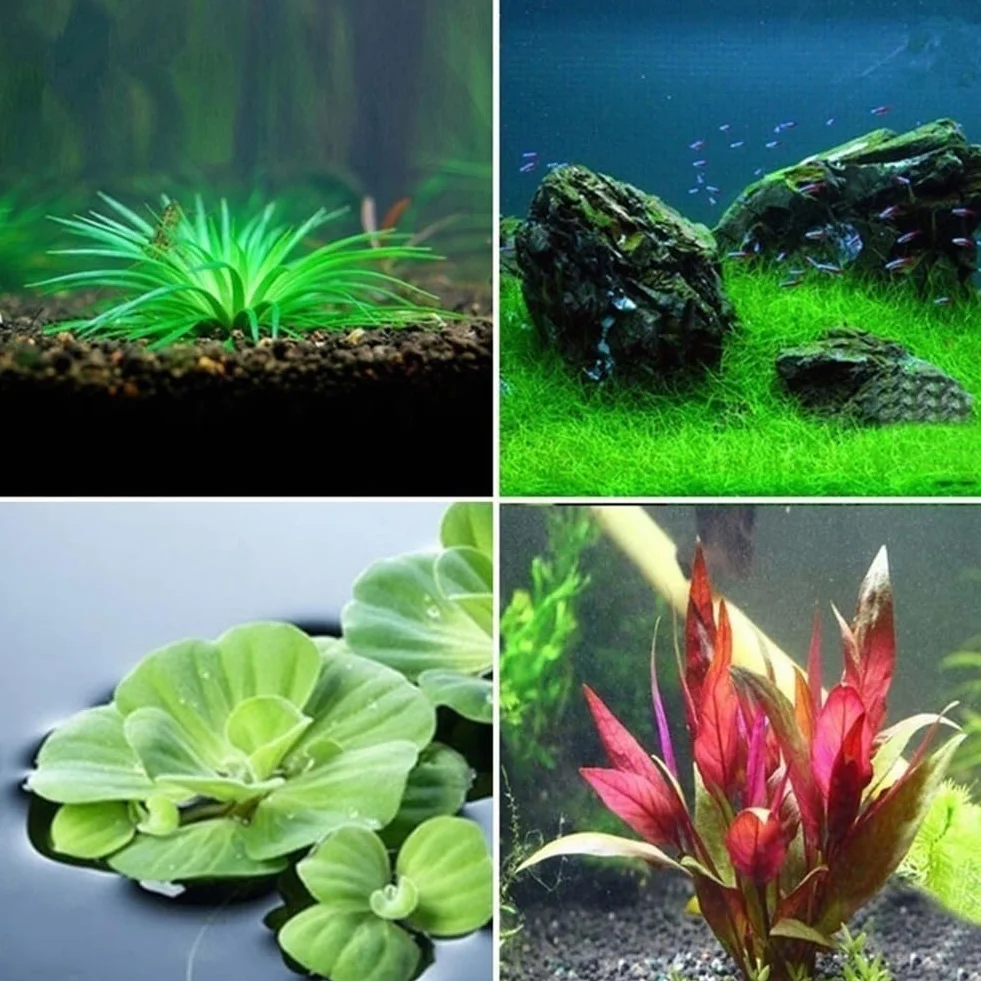 300/500 piezas semillas plantas agua raras musgo subacuático decoracion tallo hierba acuario