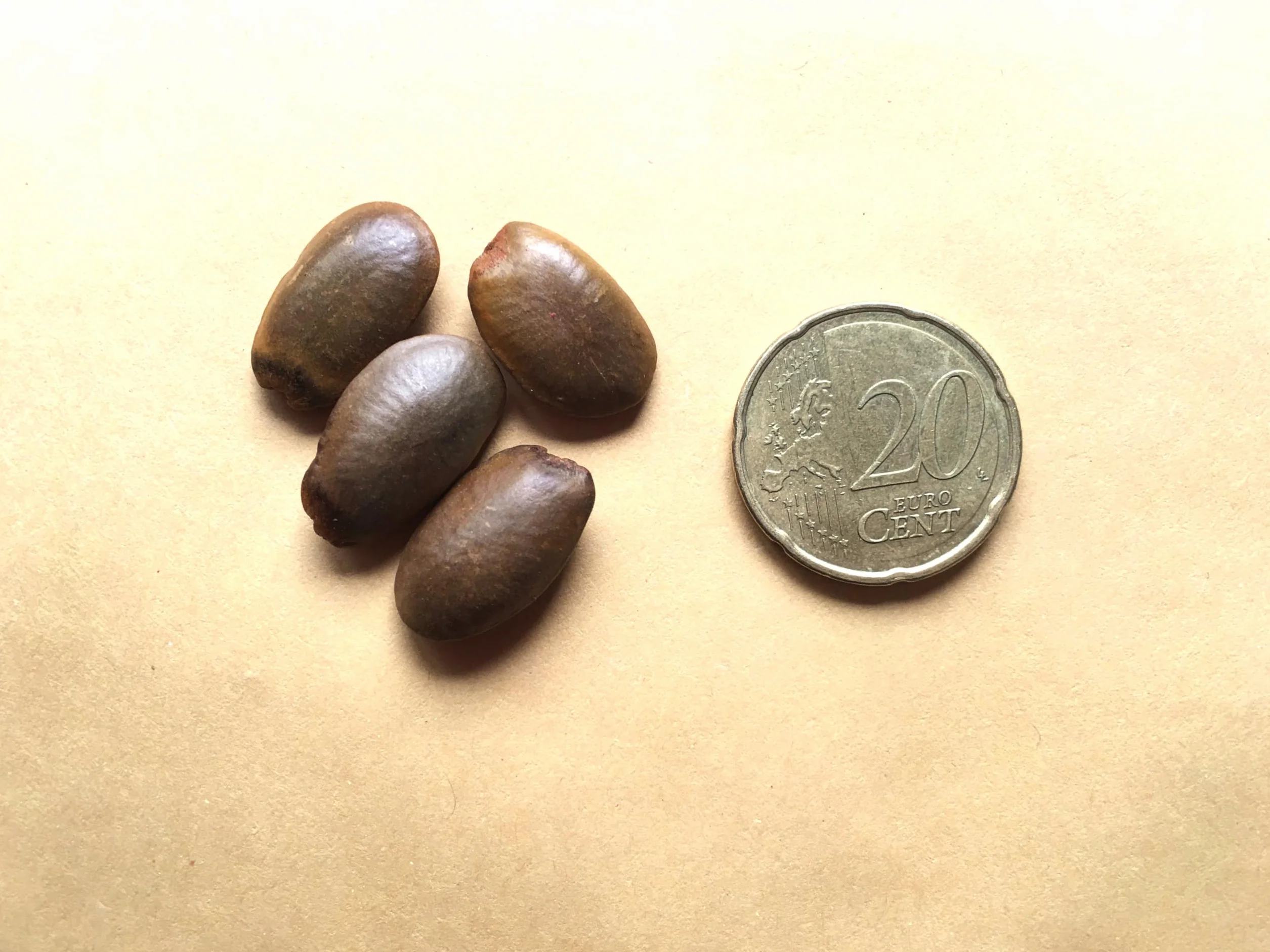 Nasiona Guanábany (Annona muricata) 10 szt.
