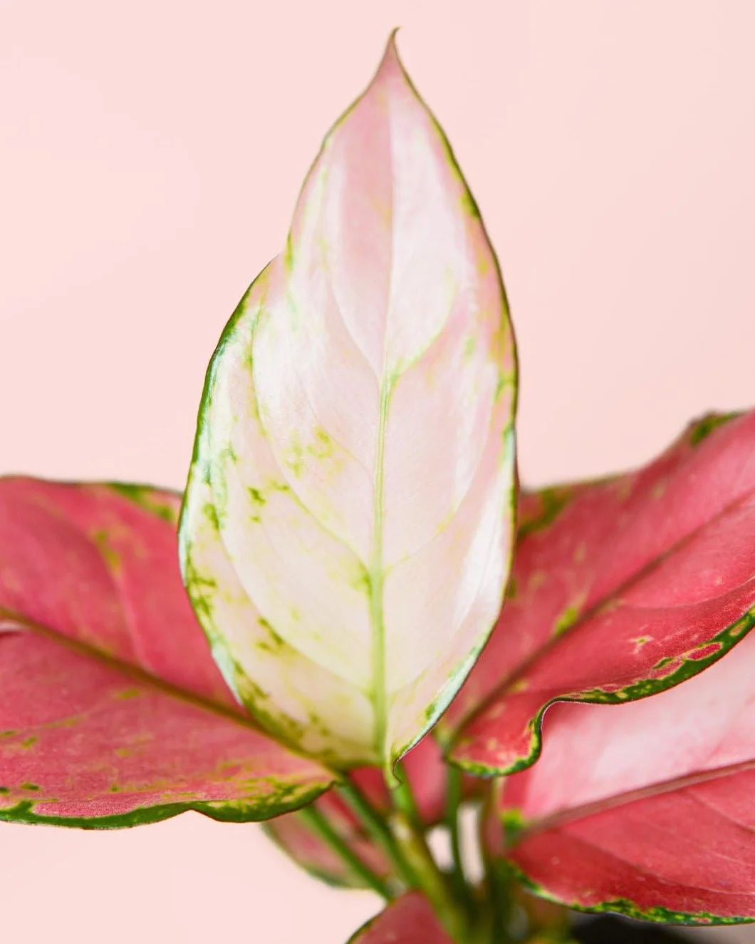 Aglaonema Pink M Roślina Naturalna Wnętrze Pur Plant