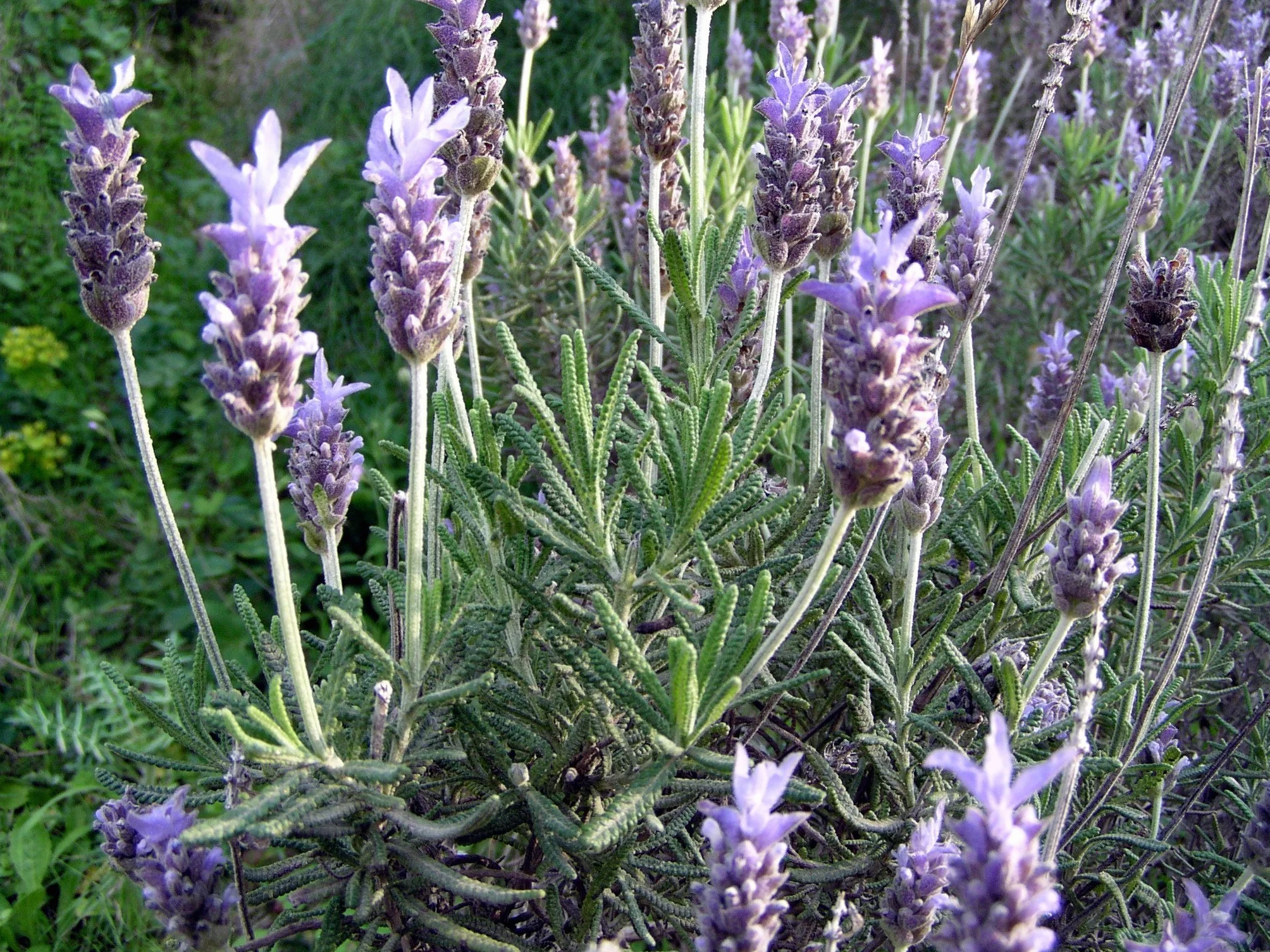 Plantas Naturales En Maceta Lavanda Romero Pack 1