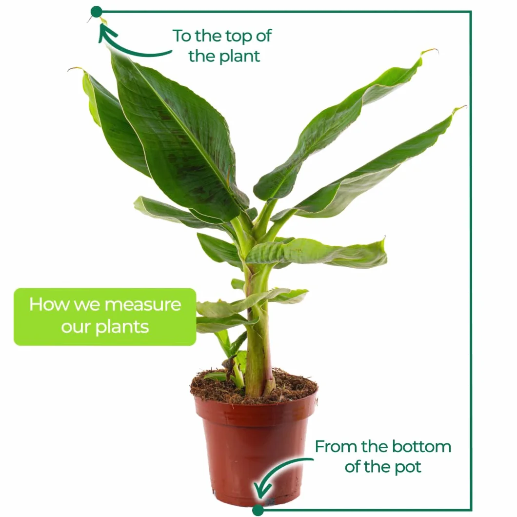 Musa Basjoo Árbol de plátano resistente para jardín maceta 12cm