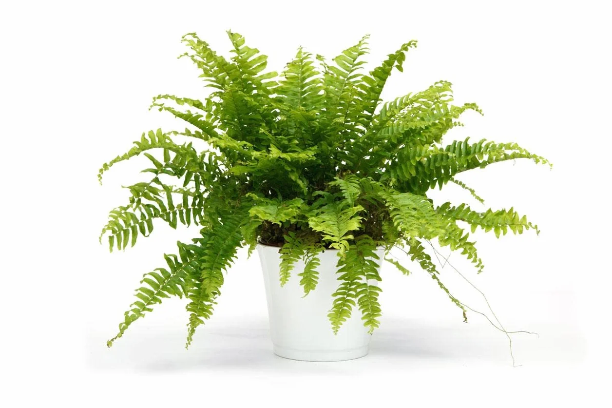 Helecho Green Lady Planta Natural de Interior y Exterior Resistente