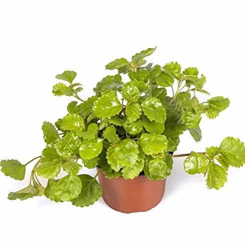 Planta del dinero Maceta 15cm Interior Exterior
