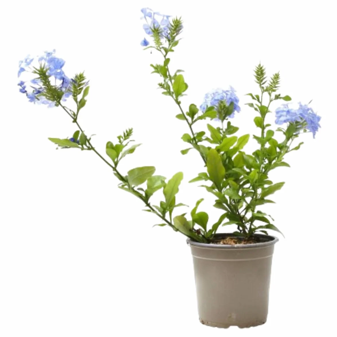 Plumbago Azul Planta Natural Exterior Maceta 13cm Trepadora con Flor