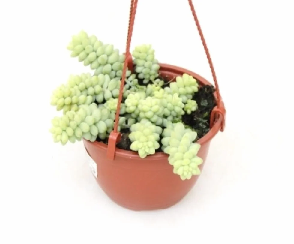 Sedum Burrito Colgante 20-25 cm Cola de Burro Planta Natural Suculenta