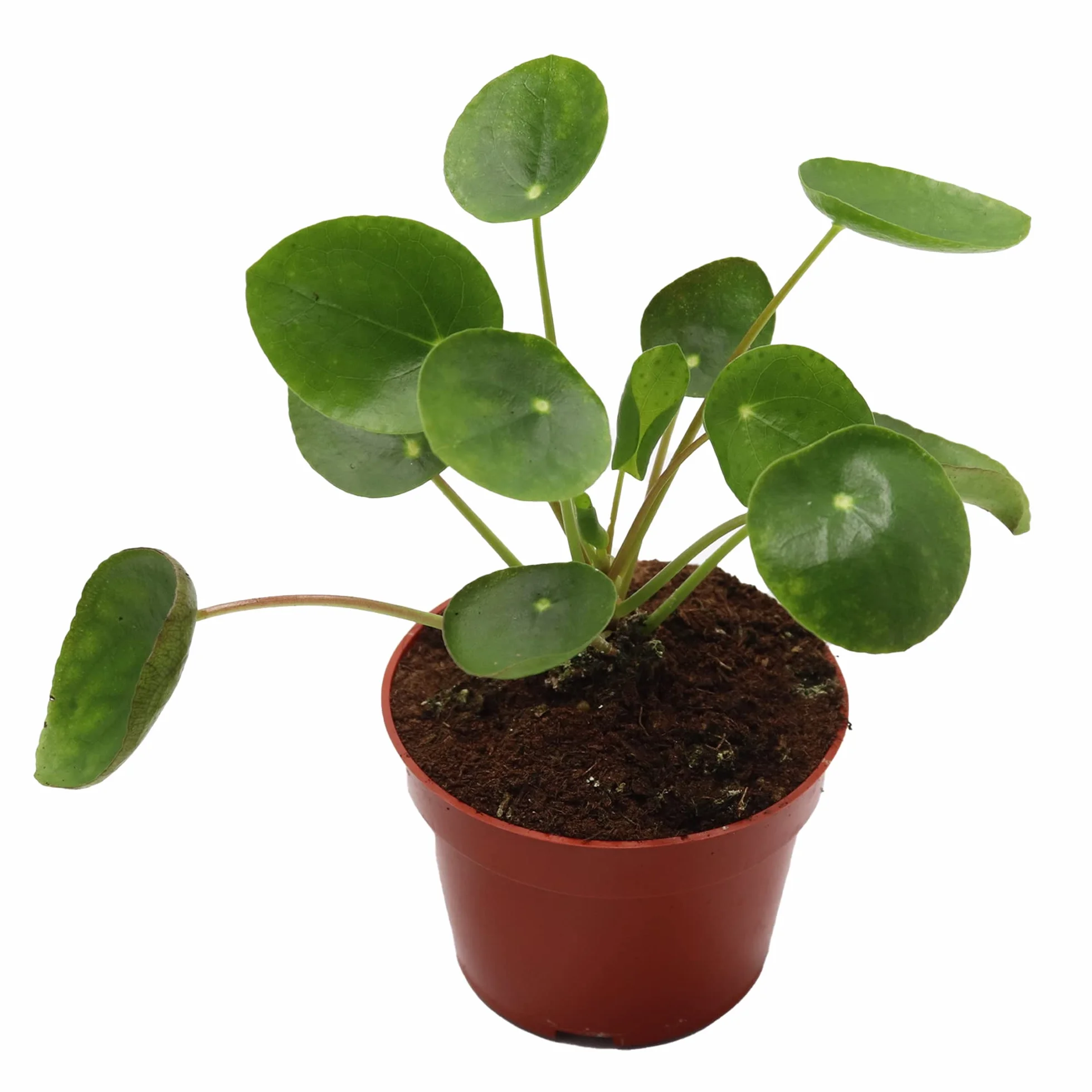 Pilea Peperomioides Planta China del Dinero Rara - Planta Viva de Interior Maceta 10cm