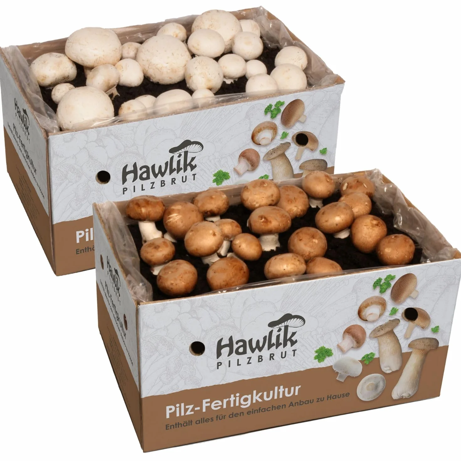Hawlik Pilzbrut 2 cultivos de champiñones blanco y marrón pequeño Portobello