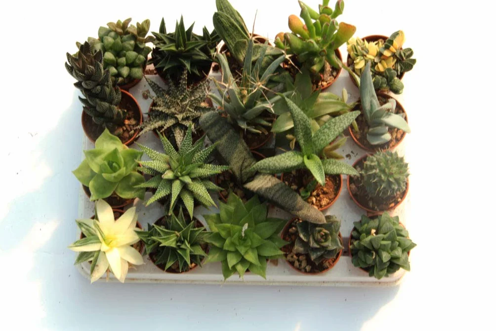 Suculentas naturales raras coleccionables sin espinas 5,5 cm Viggiano Cactus